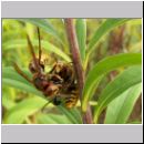 Vespa crabro - Hornisse 23a mit Insekt.jpg